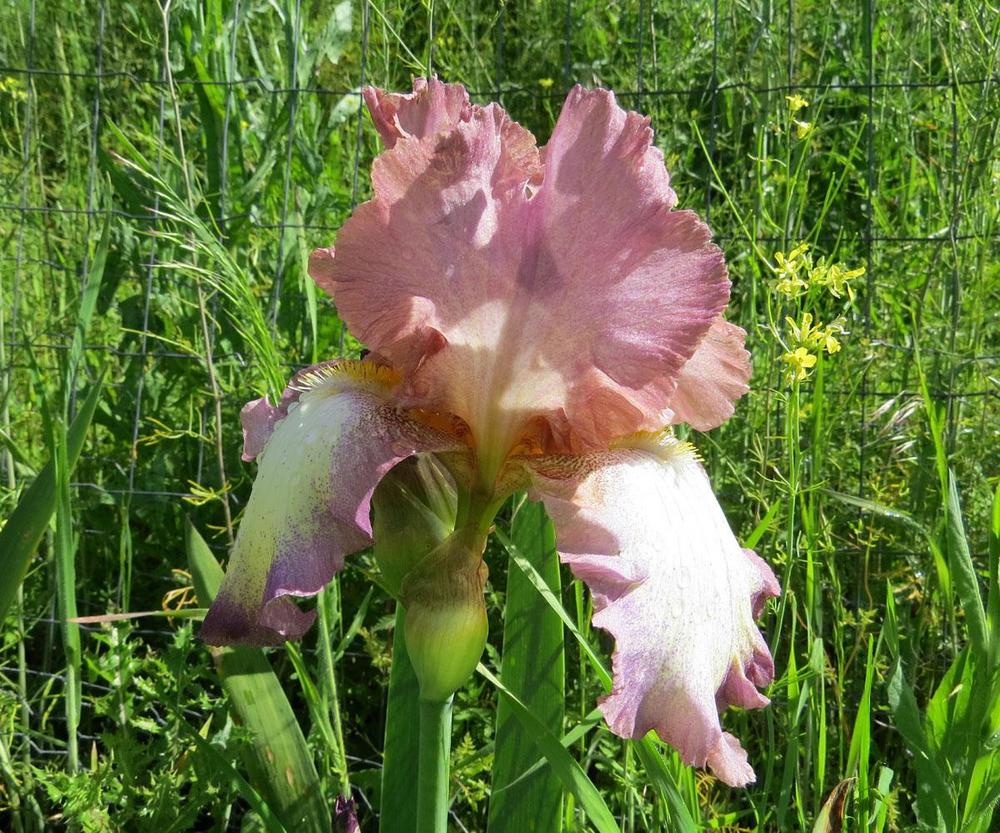 Photo of Tall Bearded Iris (Iris 'Smoke Rings') uploaded by Natalie