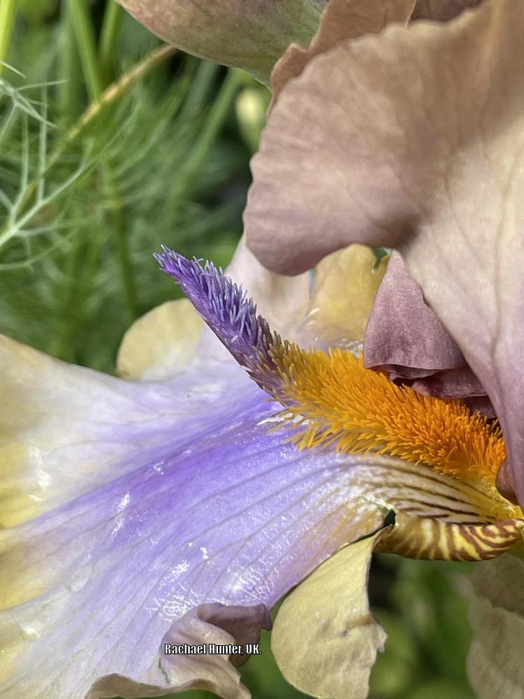 Photo of Tall Bearded Iris (Iris 'Karibik') uploaded by RachaelHunter