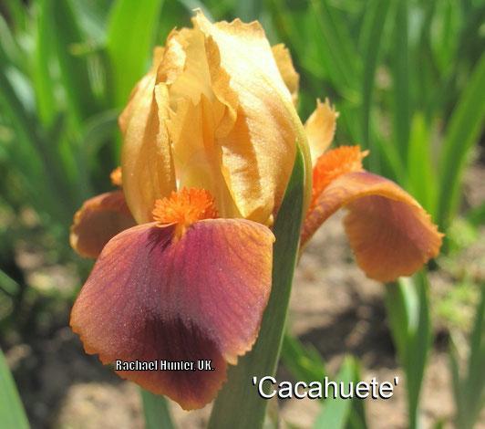 Photo of Miniature Dwarf Bearded Iris (Iris 'Cacahuète') uploaded by RachaelHunter