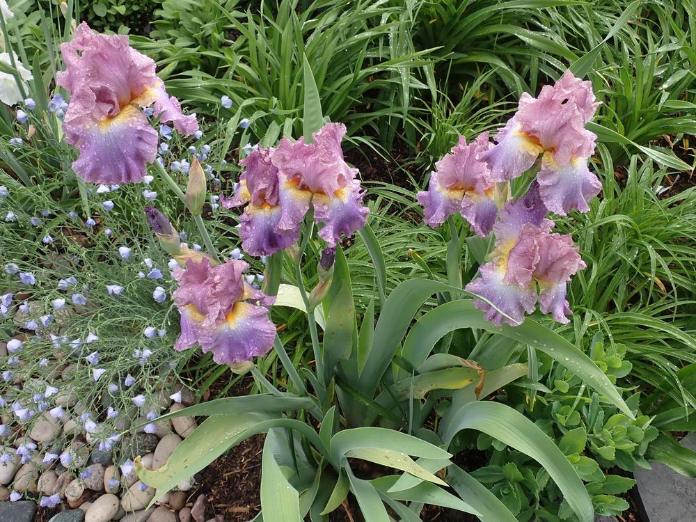 Photo of Tall Bearded Iris (Iris 'Burst of Joy') uploaded by Vals_Garden
