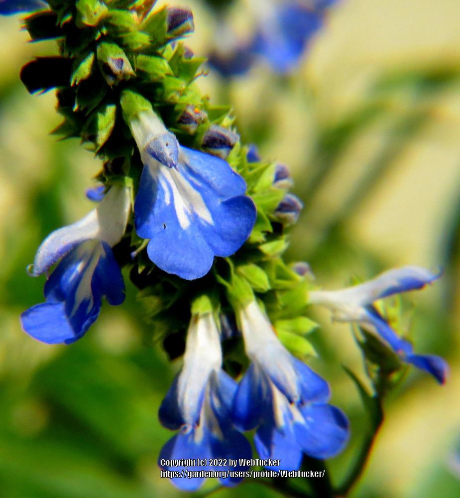 Photo of Bog Sage (Salvia uliginosa) uploaded by WebTucker