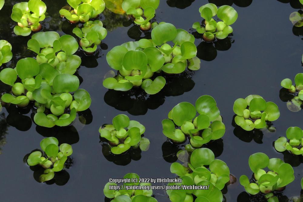 Photo of Water Hyacinth (Eichhornia crassipes) uploaded by WebTucker