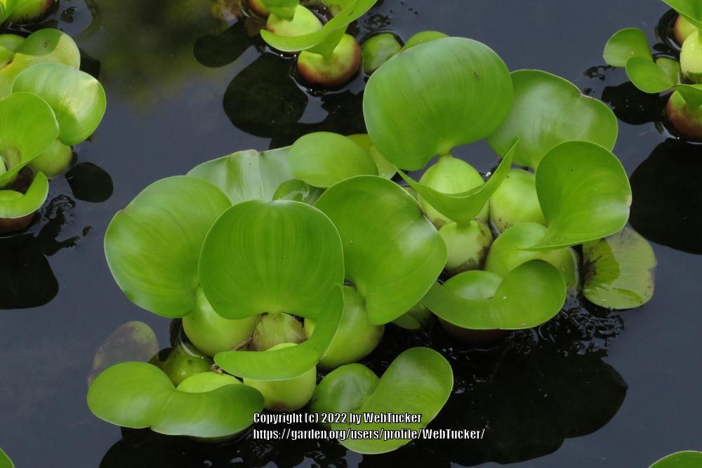 Photo of Water Hyacinth (Eichhornia crassipes) uploaded by WebTucker