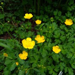 Location: Eagle Bay, New York
Date: 01 Jun 2022
Ranunculus acris aka meadow buttercup, some years blooms are more
