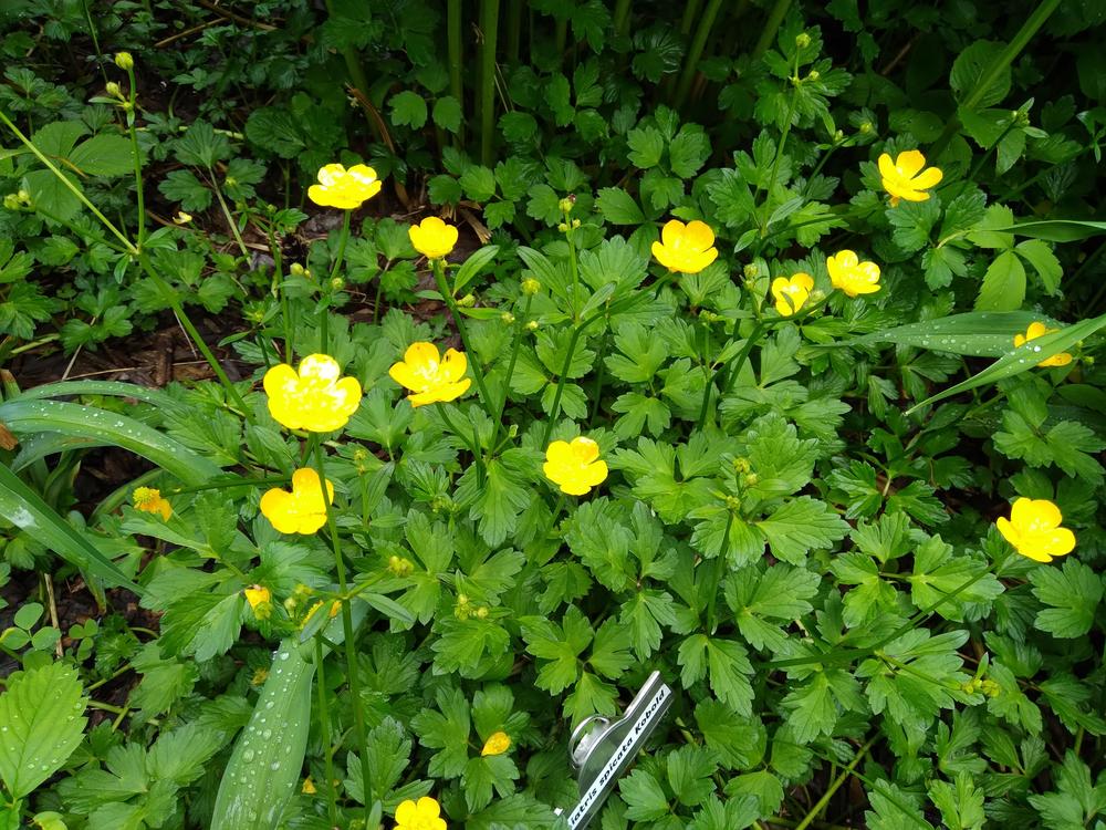 Photo of Meadow Buttercup (Ranunculus acris) uploaded by adknative