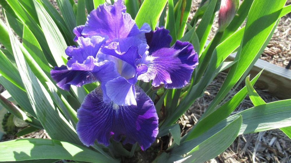 Photo of Tall Bearded Iris (Iris 'Daughter of Stars') uploaded by gardenglassgems