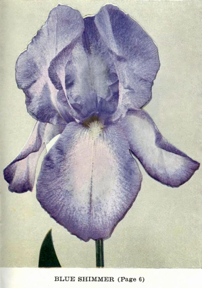 Photo of Tall Bearded Iris (Iris 'Blue Shimmer') uploaded by scvirginia