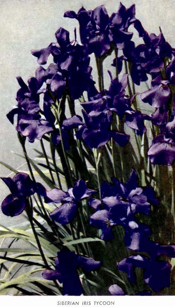 Photo of Siberian Iris (Iris 'Tycoon') uploaded by scvirginia