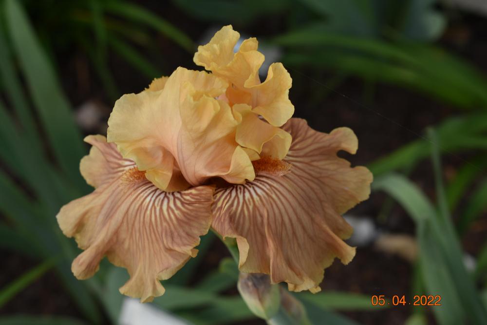 Photo of Tall Bearded Iris (Iris 'Just Crazy') uploaded by trmccray