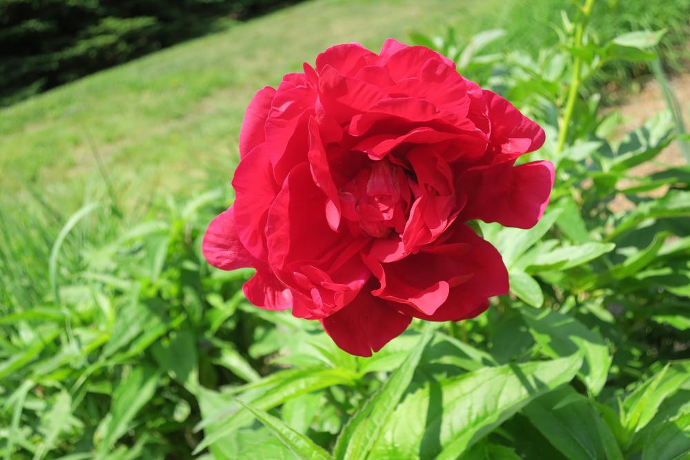 Photo of Peony (Paeonia 'Carol') uploaded by 2Dogsmother