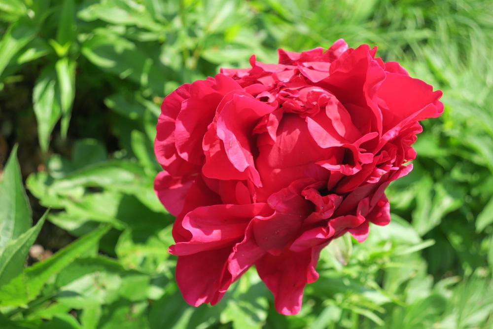 Photo of Peony (Paeonia 'Carol') uploaded by 2Dogsmother