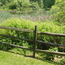 Location: Jenkins Arboretum in Berwyn, Pennsylvania
Date: 2022-05-22
a group behind a wooden fence in a low area at a pond