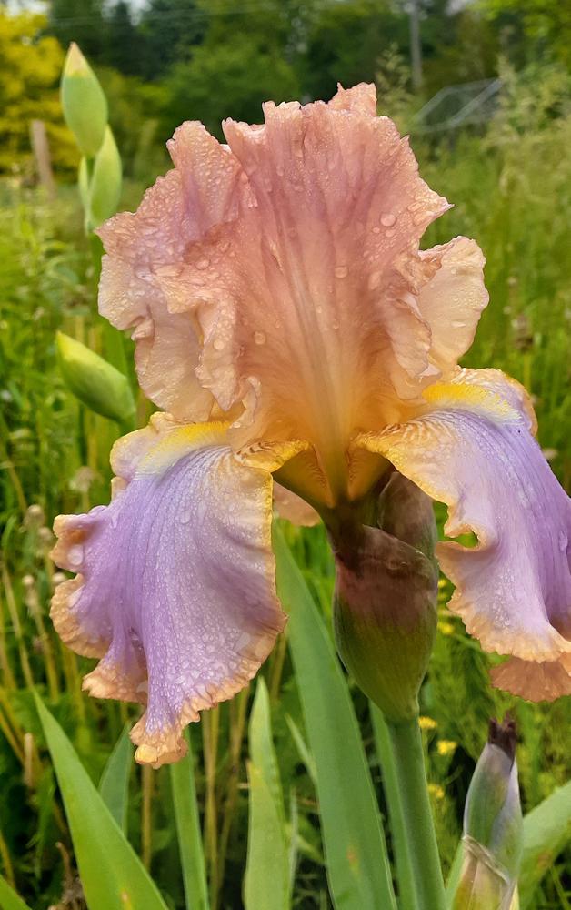 Photo of Tall Bearded Iris (Iris 'Sunrise Sonata') uploaded by Ina