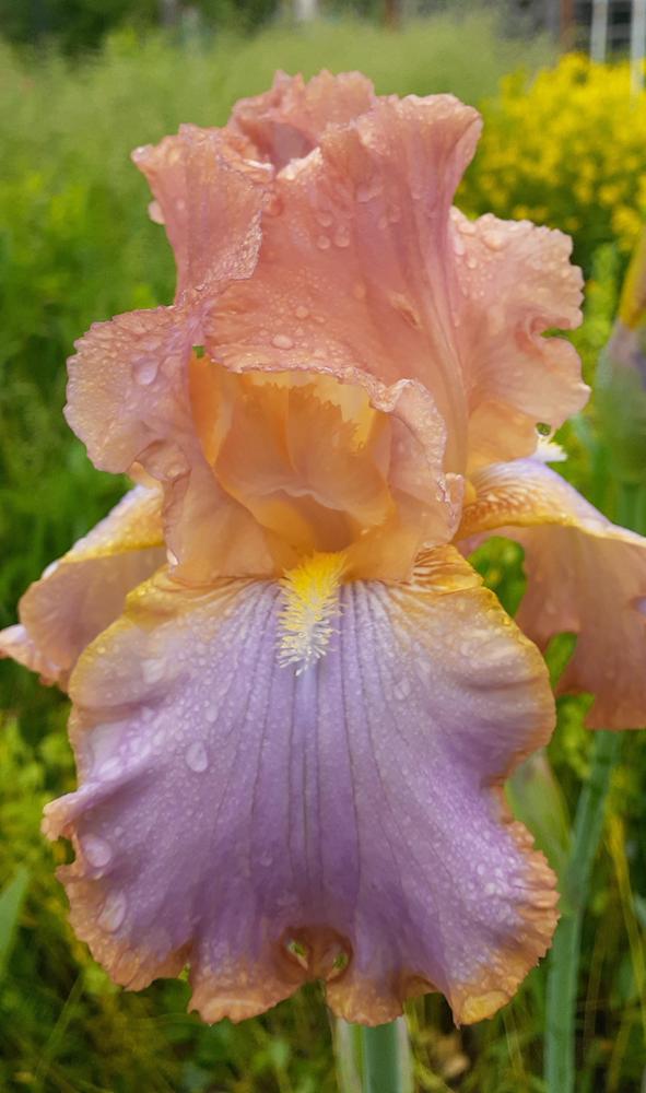 Photo of Tall Bearded Iris (Iris 'Sunrise Sonata') uploaded by Ina
