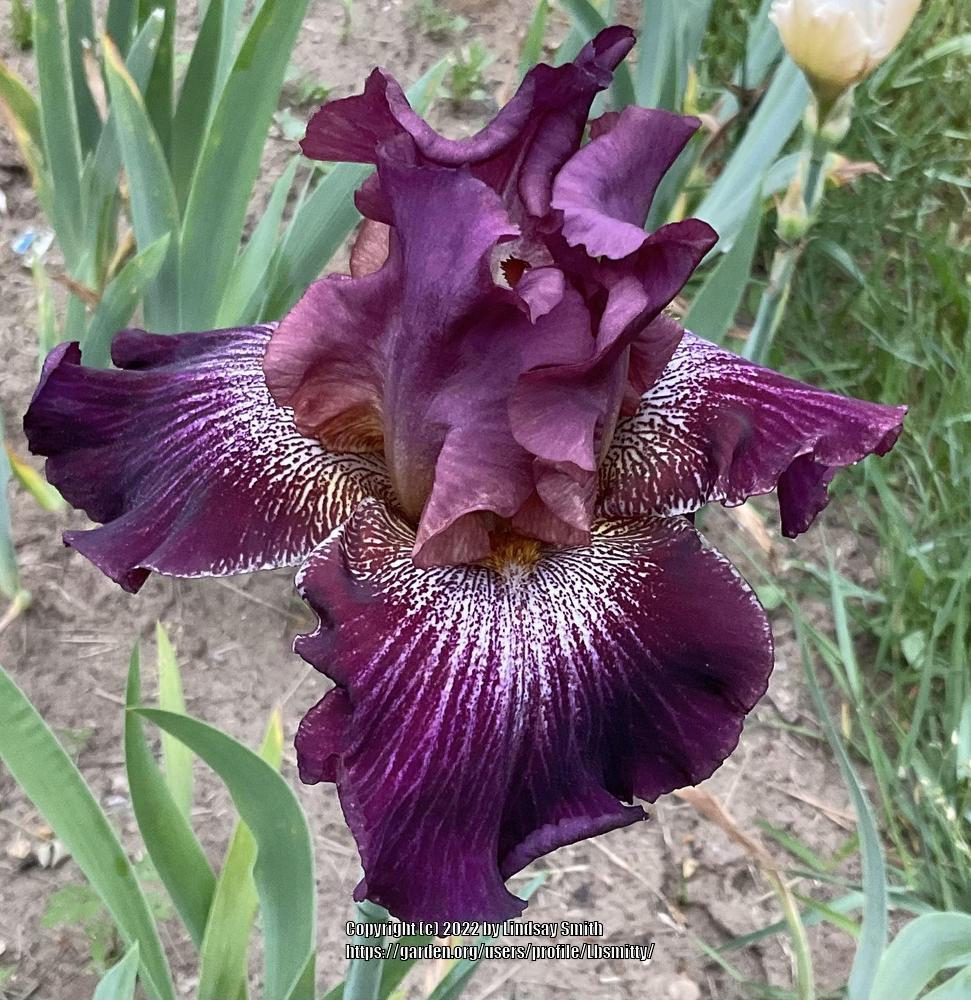 Photo of Tall Bearded Iris (Iris 'Vibrations') uploaded by Lbsmitty
