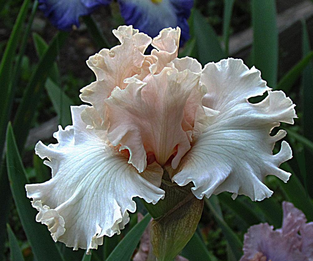 Photo of Tall Bearded Iris (Iris 'Magical') uploaded by LynNY