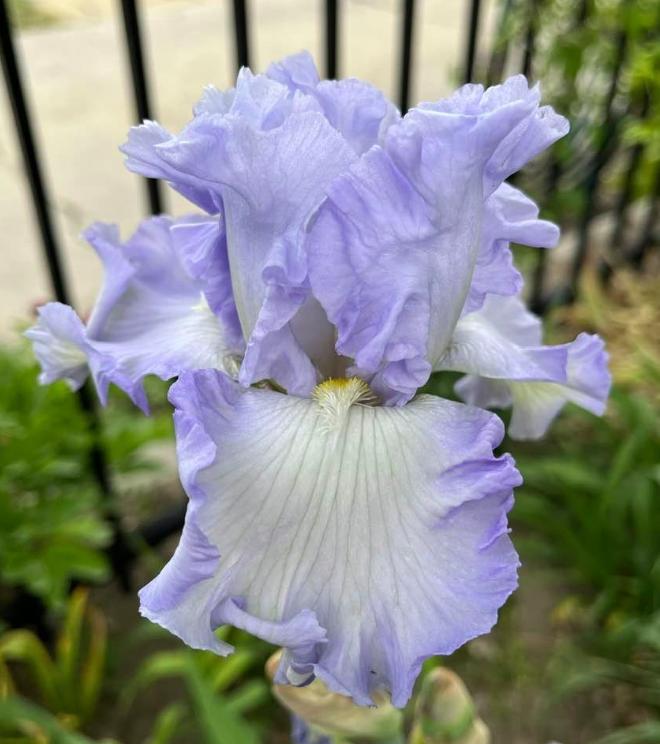 Photo of Tall Bearded Iris (Iris 'Absolute Treasure') uploaded by MaryDurtschi