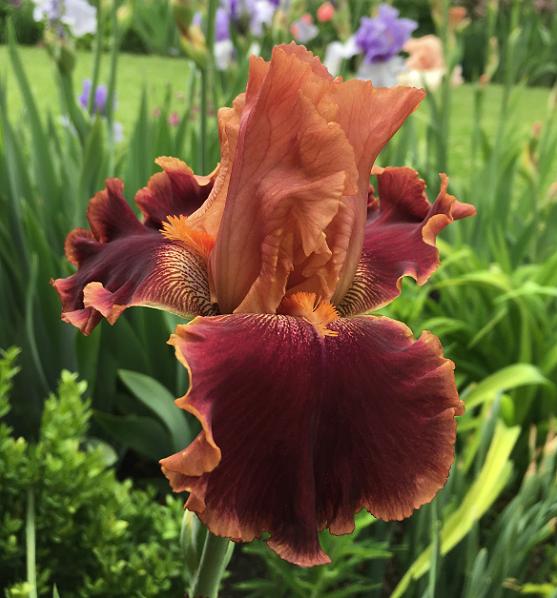 Photo of Tall Bearded Iris (Iris 'Autumn Harvest') uploaded by MaryDurtschi