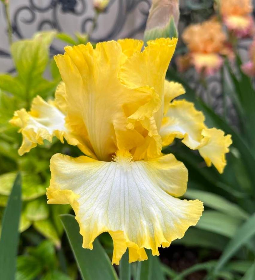 Photo of Tall Bearded Iris (Iris 'Beauty Becomes Her') uploaded by MaryDurtschi