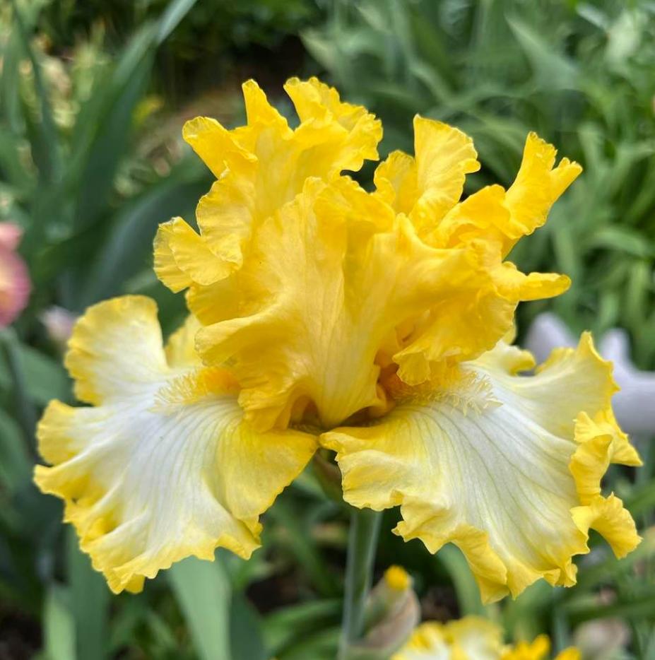 Photo of Tall Bearded Iris (Iris 'Beauty Becomes Her') uploaded by MaryDurtschi