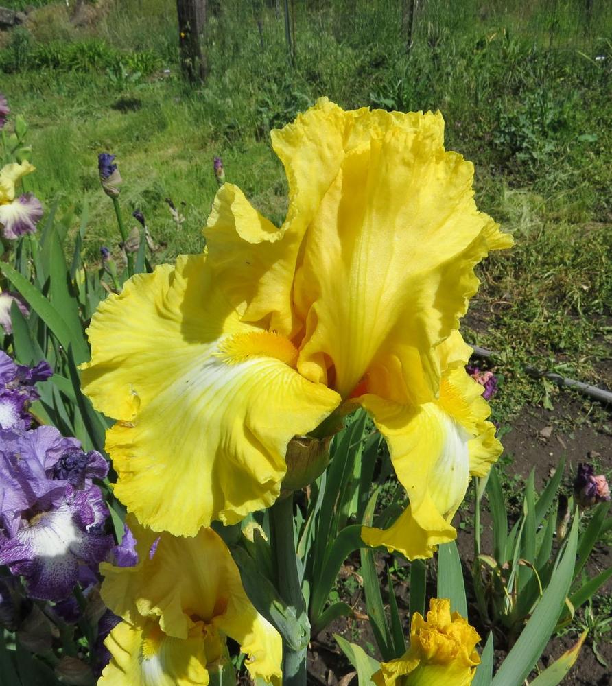 Photo of Tall Bearded Iris (Iris 'Early Girl') uploaded by Natalie