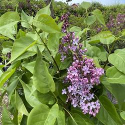 Location: Southern Maine
Date: 27 May 2022
A showier bloom among generic “common lilac” shrubs at the ga