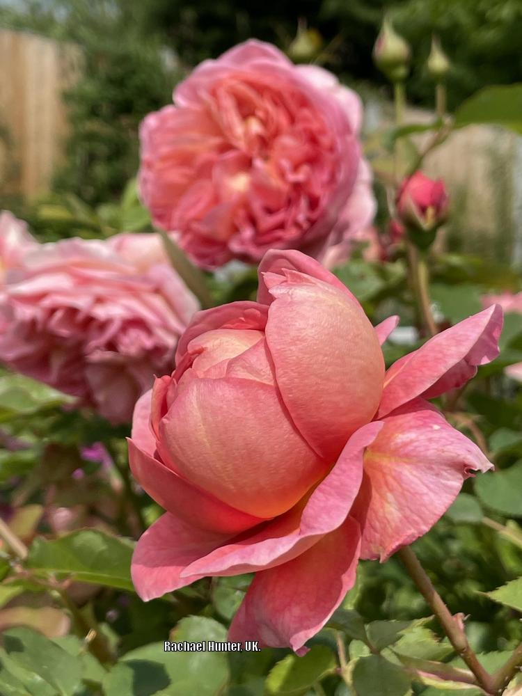 Photo of Rose (Rosa 'Boscobel') uploaded by RachaelHunter