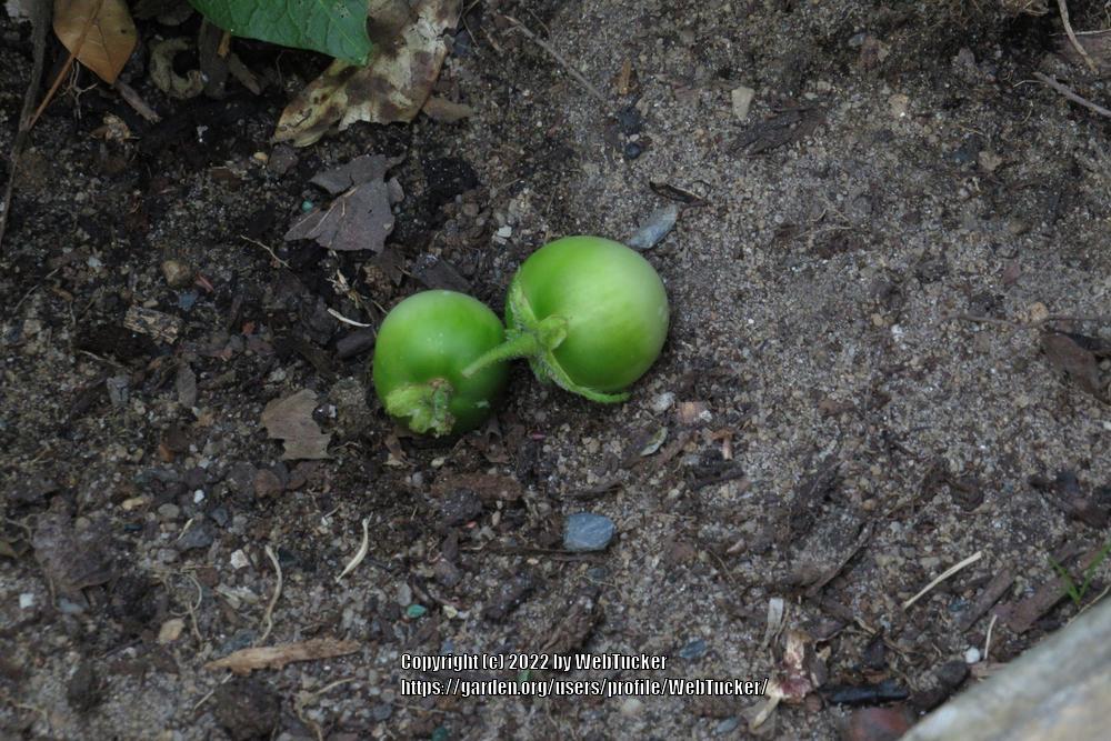 Photo of Potatoes (Solanum tuberosum) uploaded by WebTucker