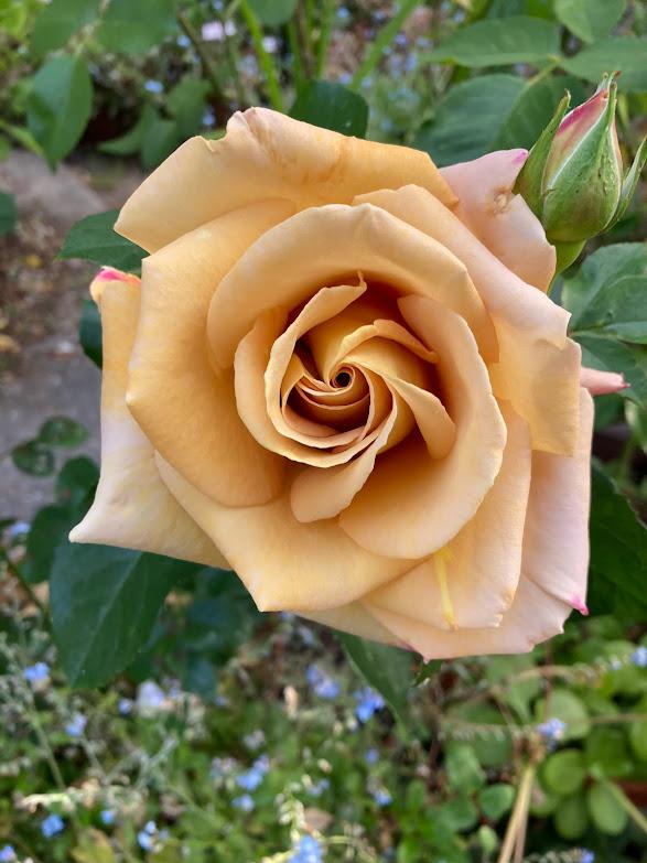 Photo of Rose (Rosa 'Honey Dijon') uploaded by pmpauley