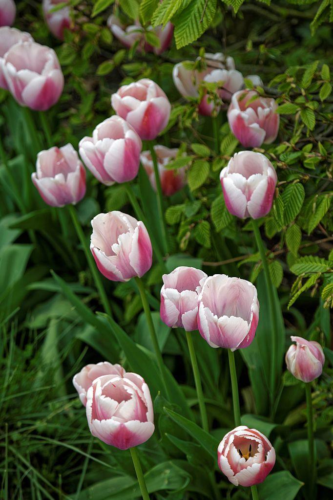 Photo of Darwin Hybrid Tulip (Tulipa 'Ollioules') uploaded by robertduval14
