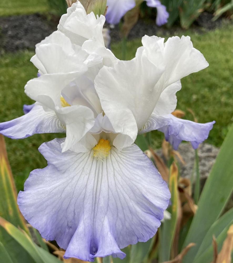 Photo of Tall Bearded Iris (Iris 'First Lady Hope') uploaded by sucrose