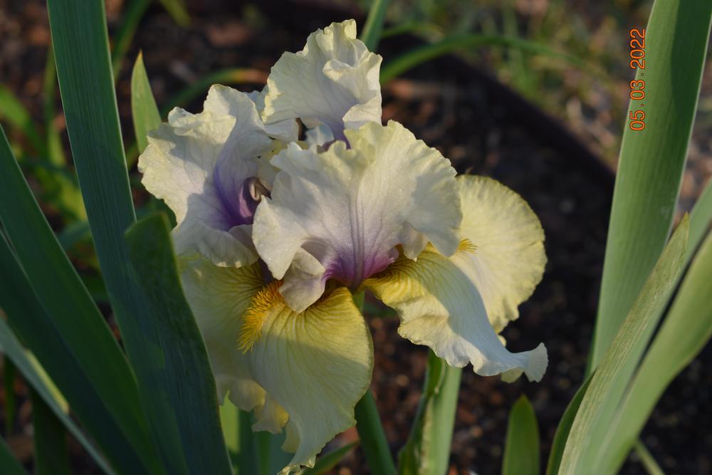 Photo of Tall Bearded Iris (Iris 'Trade Secret') uploaded by trmccray