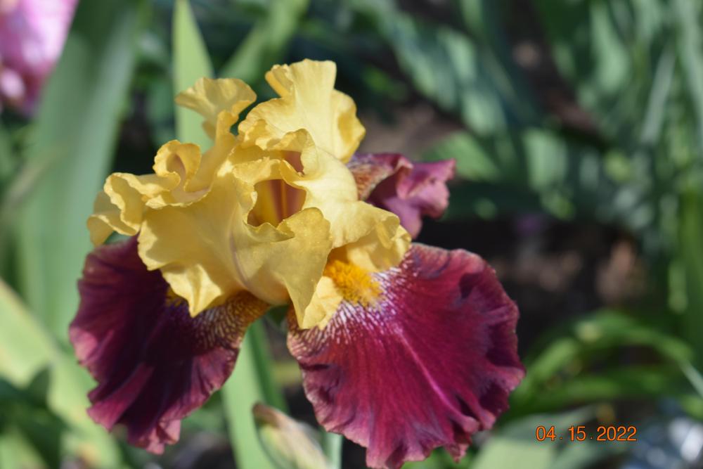 Photo of Tall Bearded Iris (Iris 'Ziggy') uploaded by trmccray