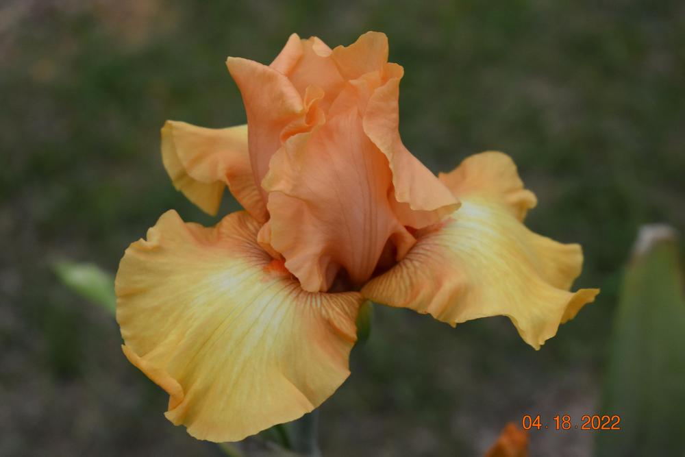 Photo of Tall Bearded Iris (Iris 'Private Treasure') uploaded by trmccray