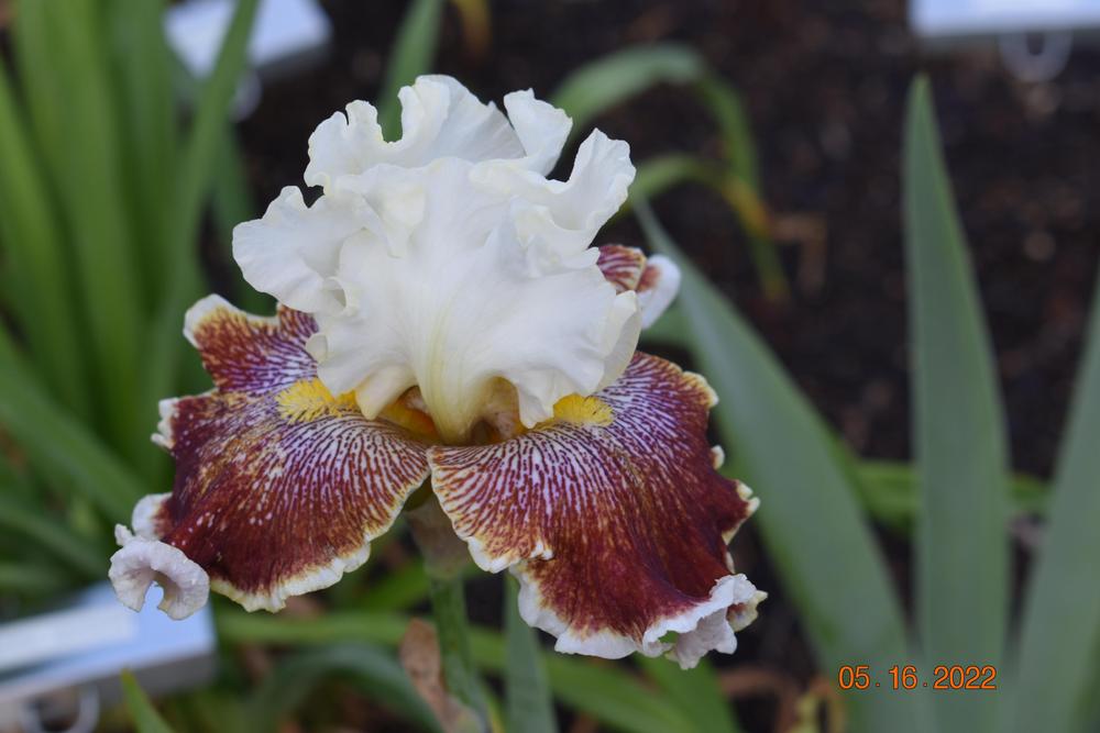 Photo of Tall Bearded Iris (Iris 'Wonders Never Cease') uploaded by trmccray