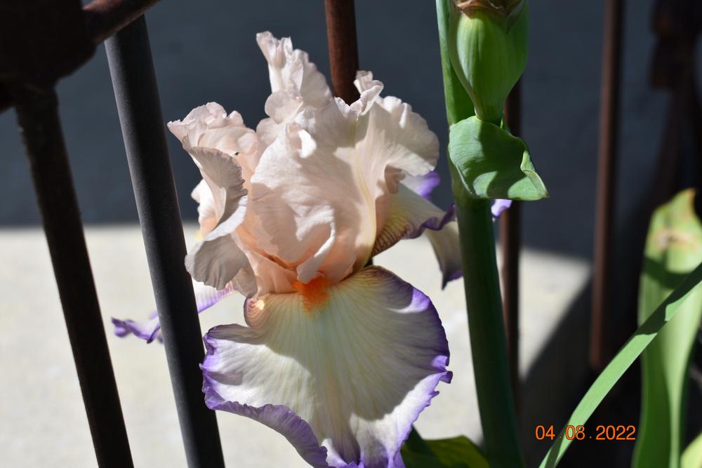 Photo of Tall Bearded Iris (Iris 'Queen's Robe') uploaded by trmccray