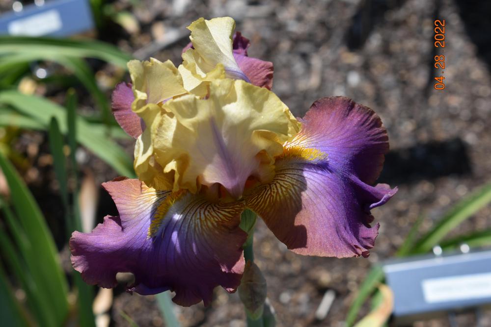 Photo of Tall Bearded Iris (Iris 'Trillion') uploaded by trmccray