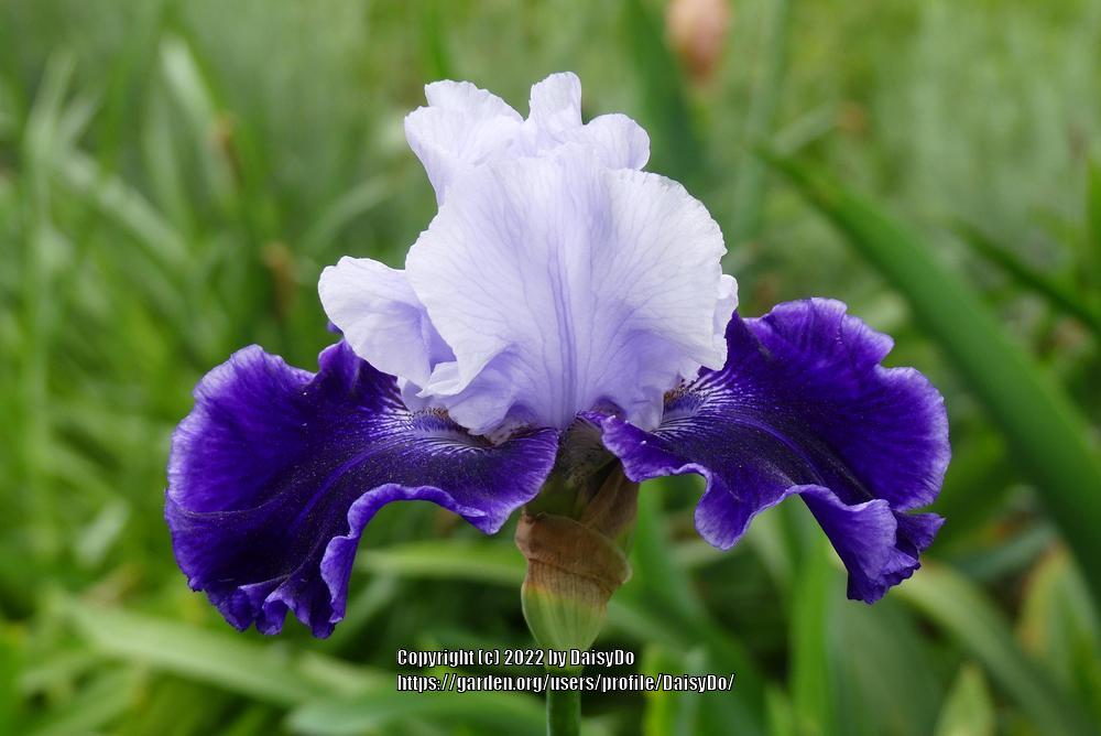 Photo of Tall Bearded Iris (Iris 'World Premier') uploaded by DaisyDo