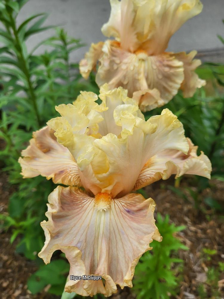 Photo of Tall Bearded Iris (Iris 'Australian Rosé') uploaded by ElyceC