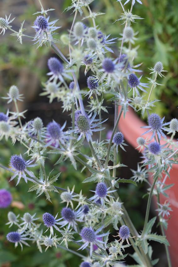 Photo of Sea Holly (Eryngium planum 'Blue Glitter') uploaded by Joy