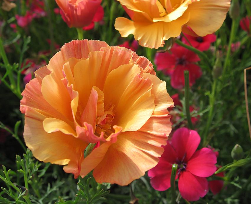 Photo of California Poppy (Eschscholzia californica 'Apricot Chiffon') uploaded by Joy