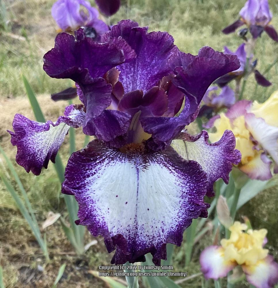 Photo of Tall Bearded Iris (Iris 'A Grape Fit') uploaded by Lbsmitty