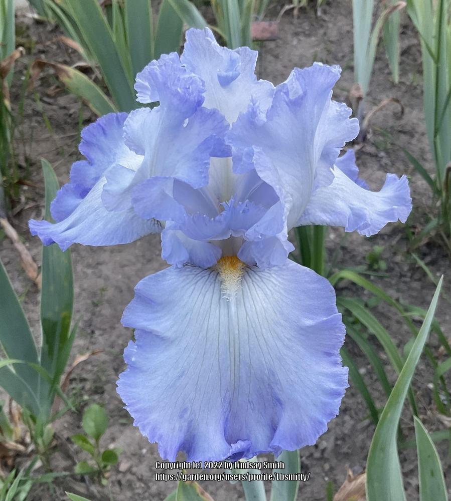 Photo of Tall Bearded Iris (Iris 'Cloud Ballet') uploaded by Lbsmitty