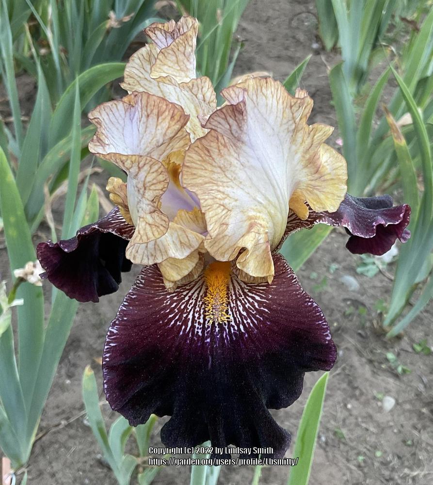 Photo of Tall Bearded Iris (Iris 'Rum and Coke') uploaded by Lbsmitty