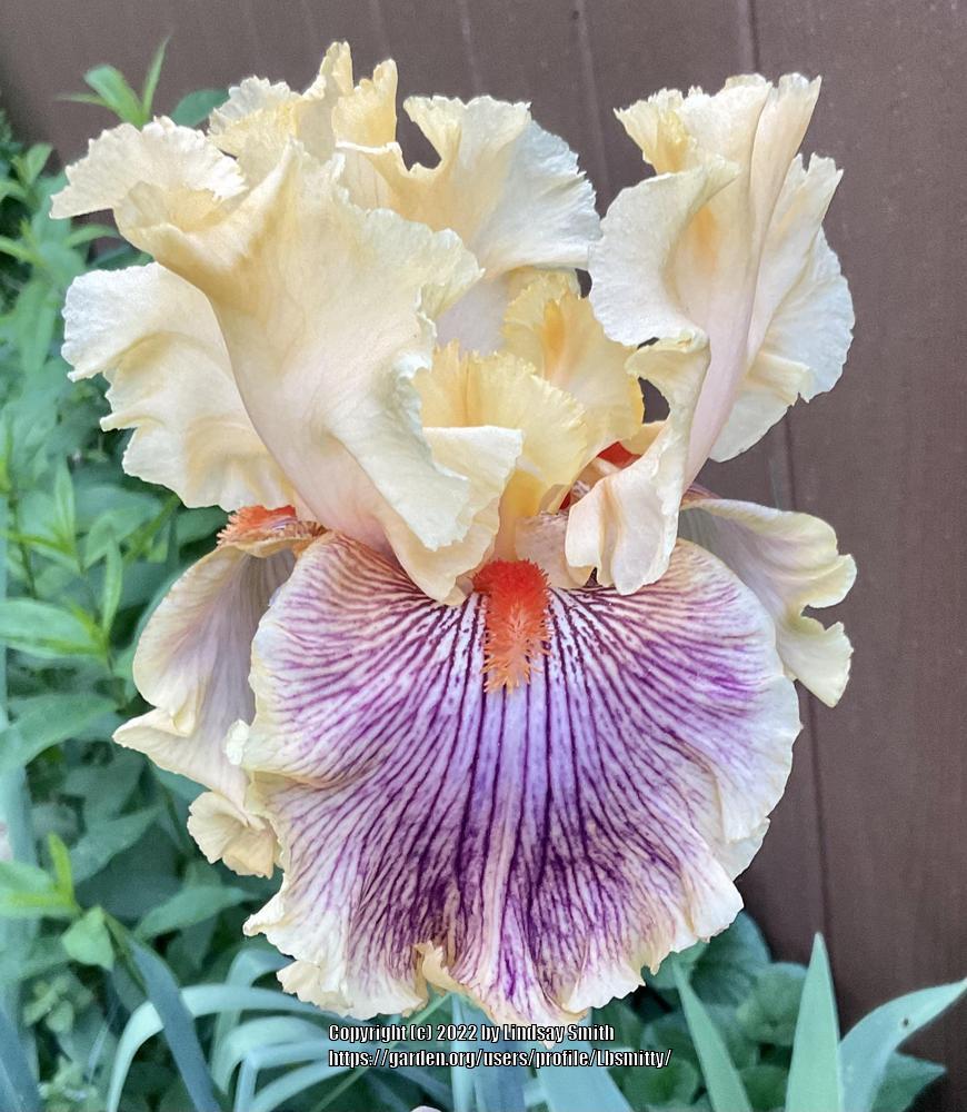 Photo of Tall Bearded Iris (Iris 'Jeanne Clay Plank') uploaded by Lbsmitty
