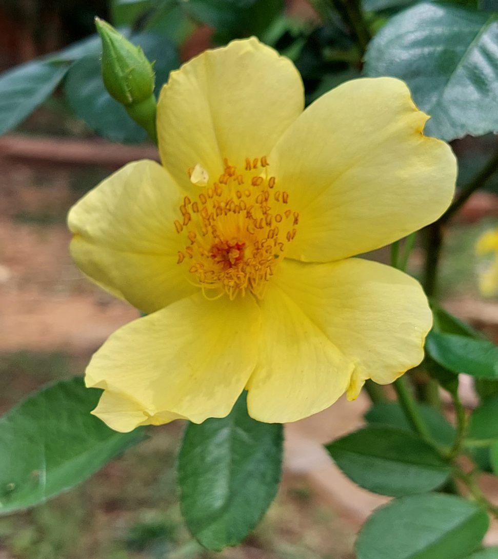 Photo of Rose (Rosa 'Lemon Fizz') uploaded by LindsayG