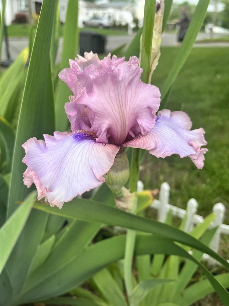 Photo of Tall Bearded Iris (Iris 'Don't Stop Believing') uploaded by MrsMud