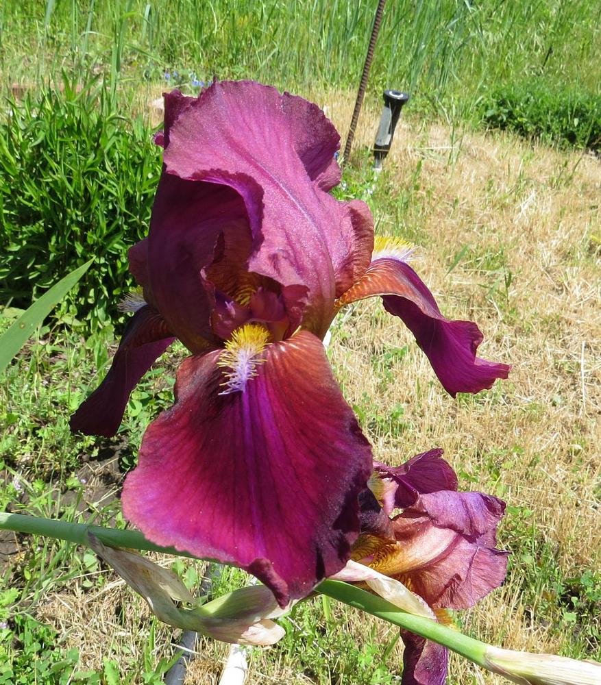 Photo of Tall Bearded Iris (Iris 'Brigadoon') uploaded by Natalie