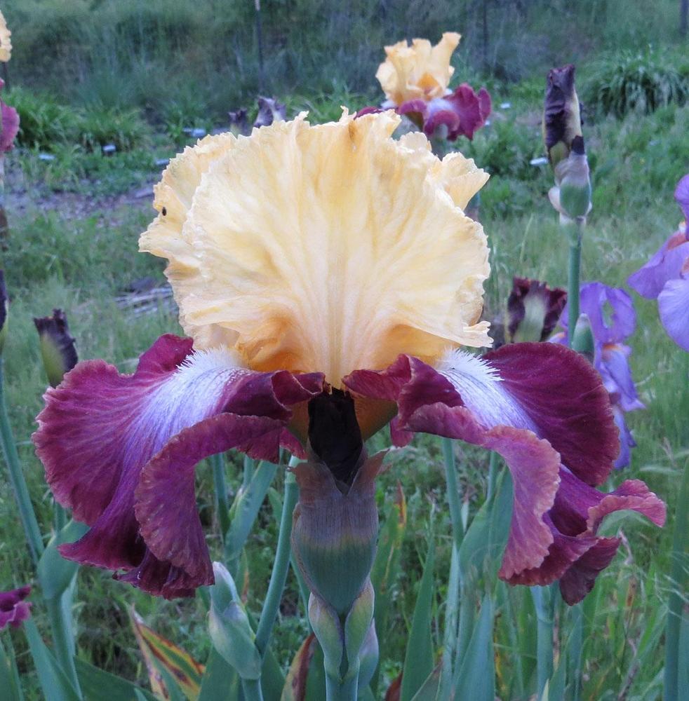 Photo of Tall Bearded Iris (Iris 'Darcy's Choice') uploaded by Natalie