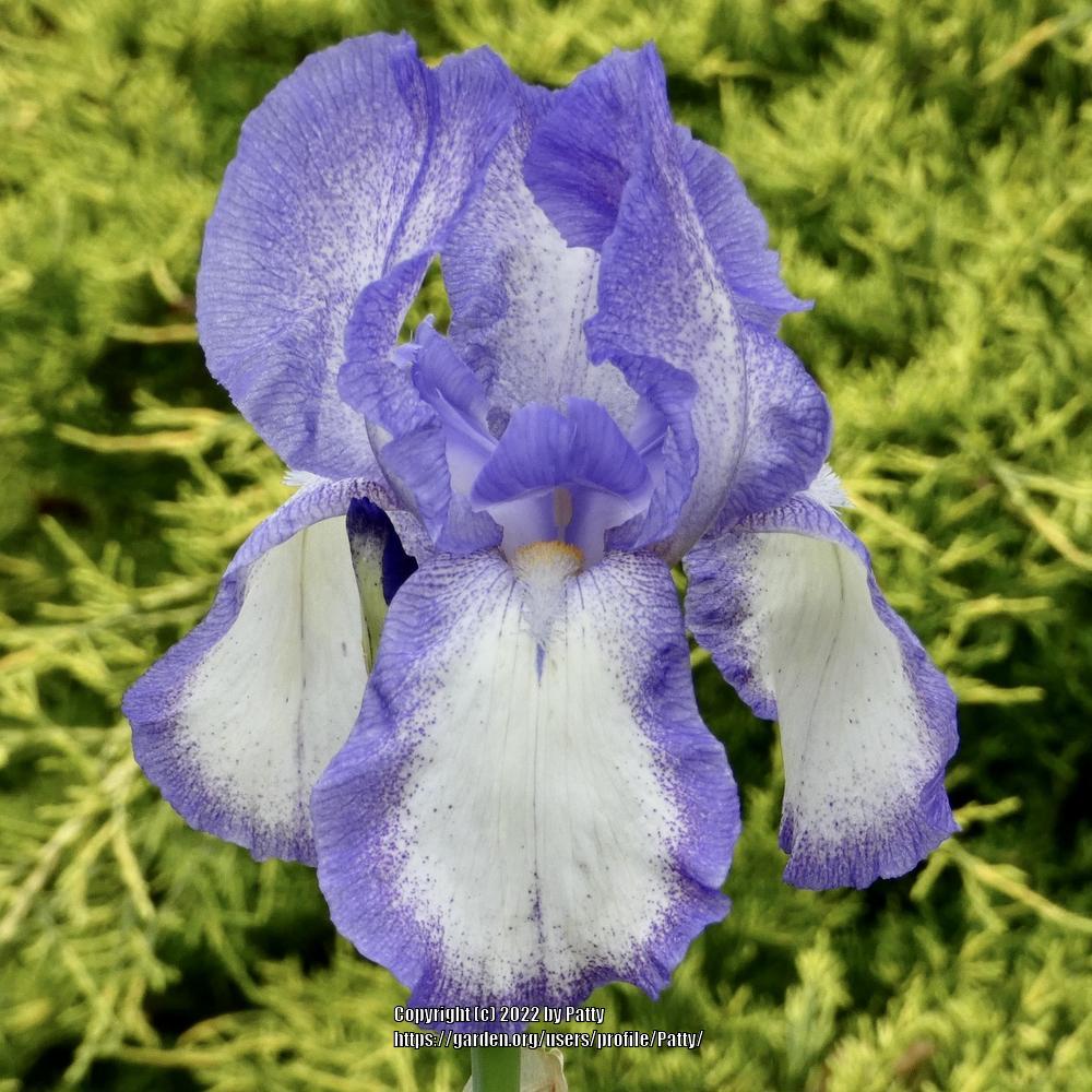 Photo of Tall Bearded Iris (Iris 'Blue Shimmer') uploaded by Patty